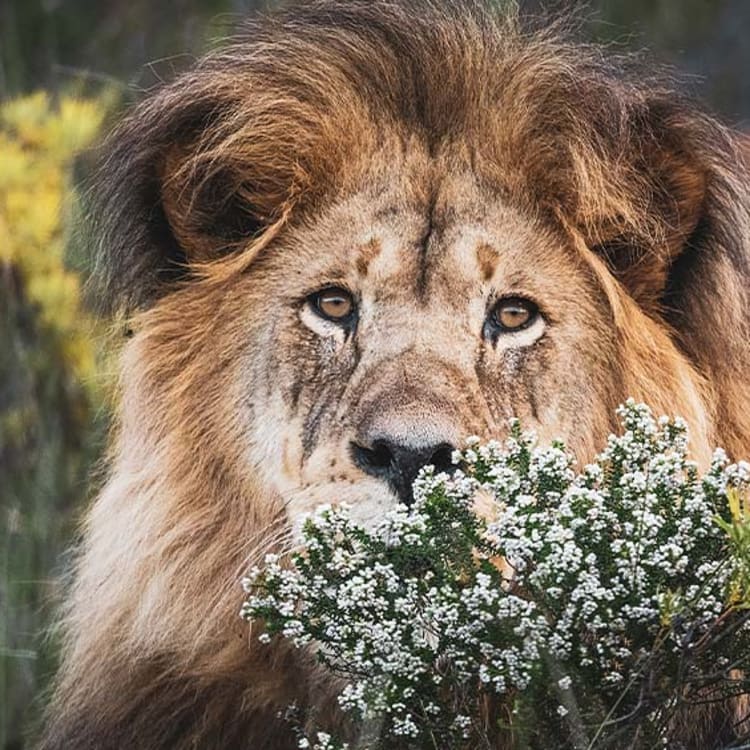 A majestic lion with a partly clouded mane resting behind some white flowers in a natural habitat.