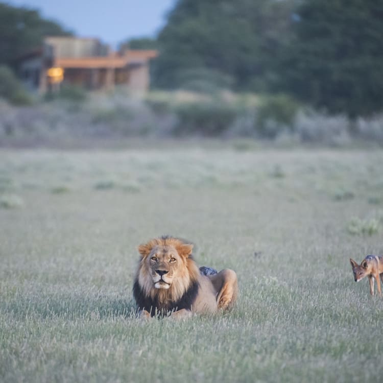 Ein Löwe liegt im Gras mit einem kleinen Tier, möglicherweise ein Fuchs oder Wildhund, in der Kalahari-Wildnis.