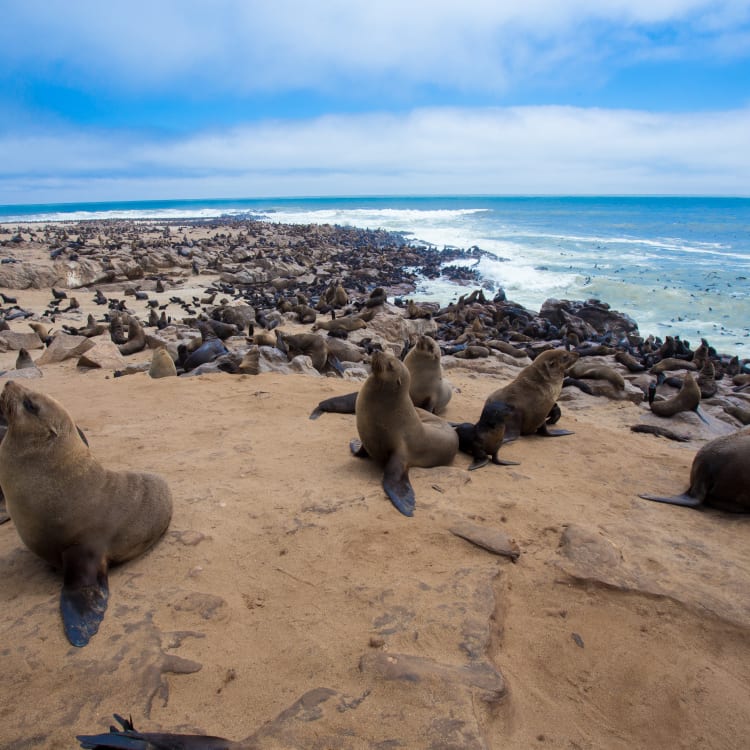 Seals resting on the sandy shore with rocks, ocean, and cloudy sky in the background at Swakopmund, Namibia