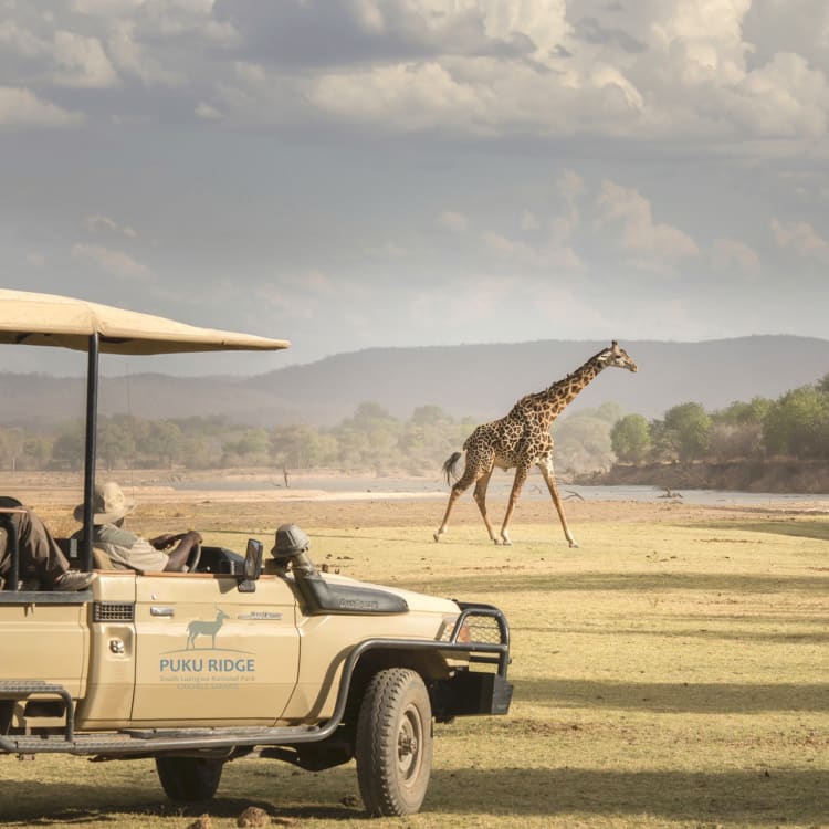 Ein Safari-Fahrzeug mit Touristen hält in der Nähe einer grasbewachsenen Ebene, auf der im Hintergrund eine Giraffe läuft, unter bewölktem Himmel.
