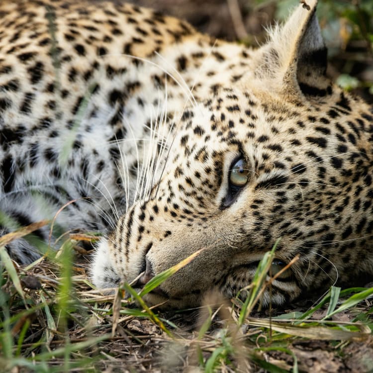 Ein Leopard liegt auf dem Boden inmitten von Gras und Pflanzen in einer natürlichen Umgebung.