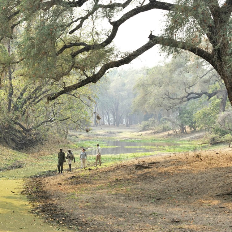 A group of four people walks along a forested riverbank with large overhanging trees in a serene, natural setting.