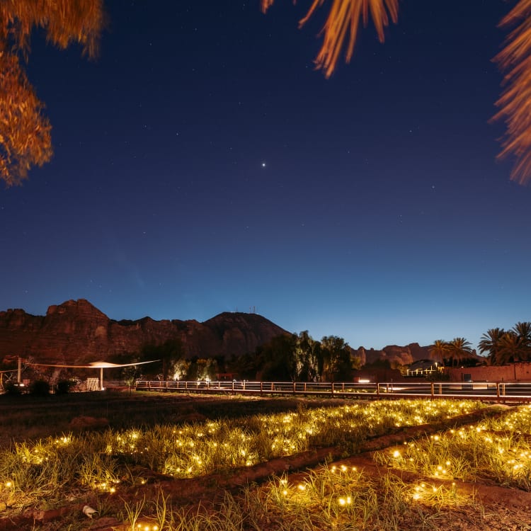 Night scene with illuminated garden beds, palm trees, mountains in the background, and a clear starry sky.