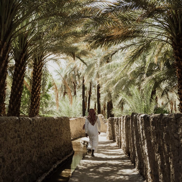 A person walking along a narrow path shaded by tall palm trees in an oasis.