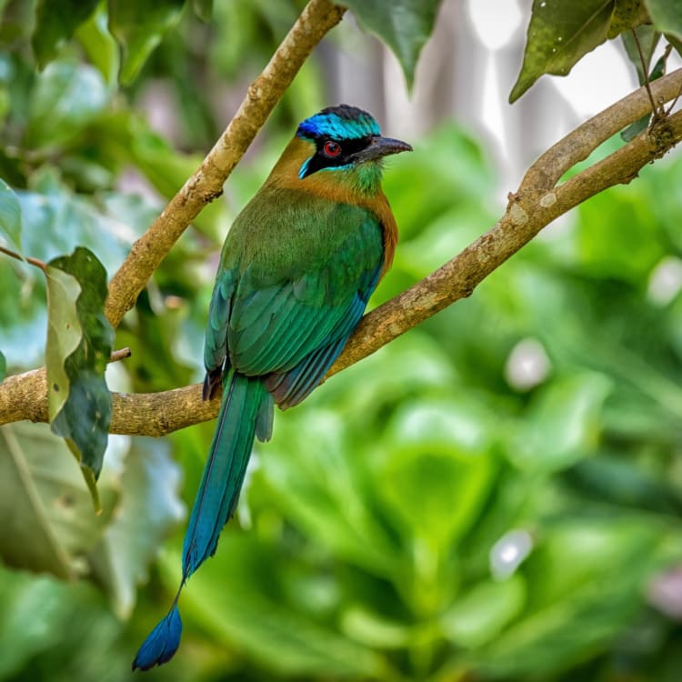 A colorful bird perched on a branch amidst green foliage in a rainforest.