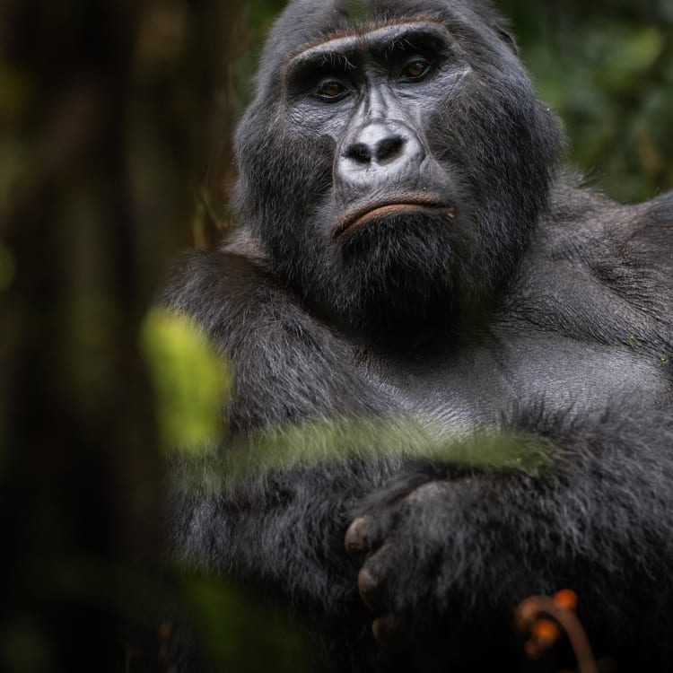 A close-up of a majestic mountain gorilla resting amidst dense jungle foliage.