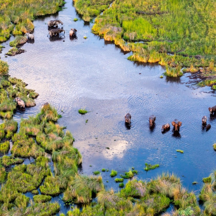 Luftaufnahme von Elefanten, die in einem Fluss inmitten saftiger, grüner Feuchtgebiete des Okavango-Deltas in Botswana waten.
