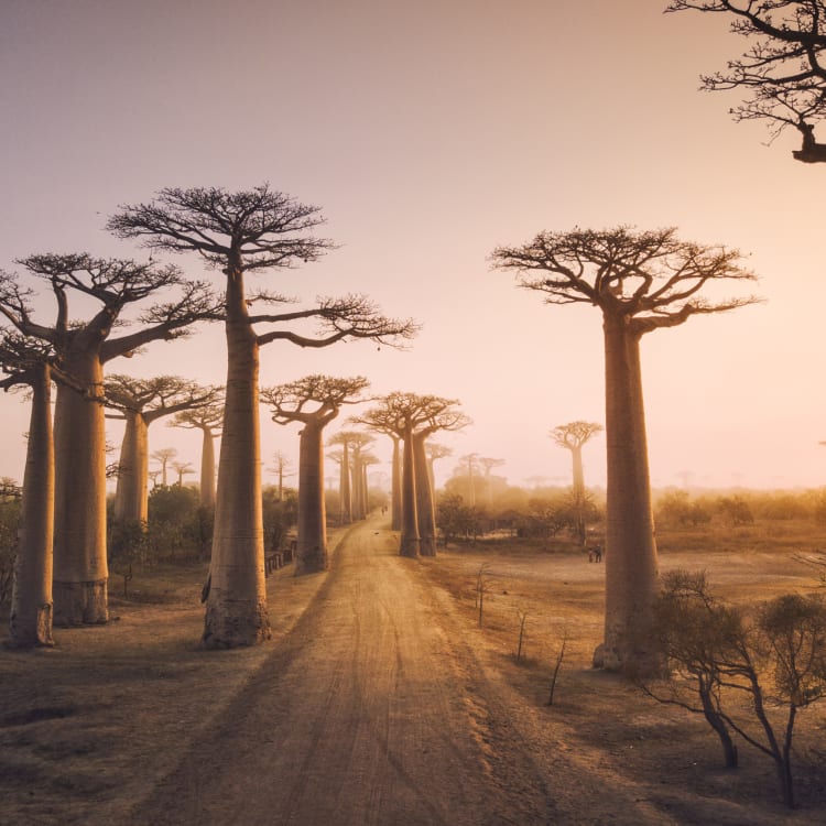 A dirt road winding through a landscape filled with tall Baobab trees at sunset.