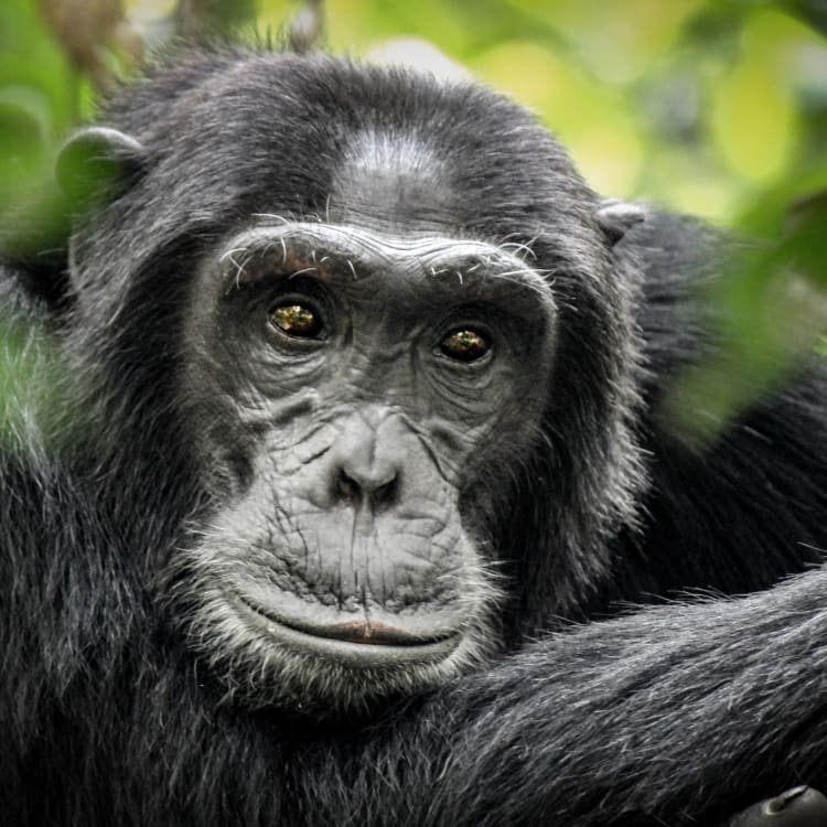 A close-up of a chimpanzee with a thoughtful expression, surrounded by green foliage.