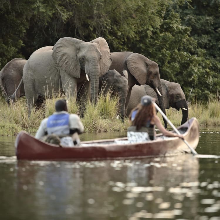 Ein Paar, das auf einem Fluss mit einer Elefantenherde am Flussufer dahinter Kanufährt, umgeben von üppigem Grün.