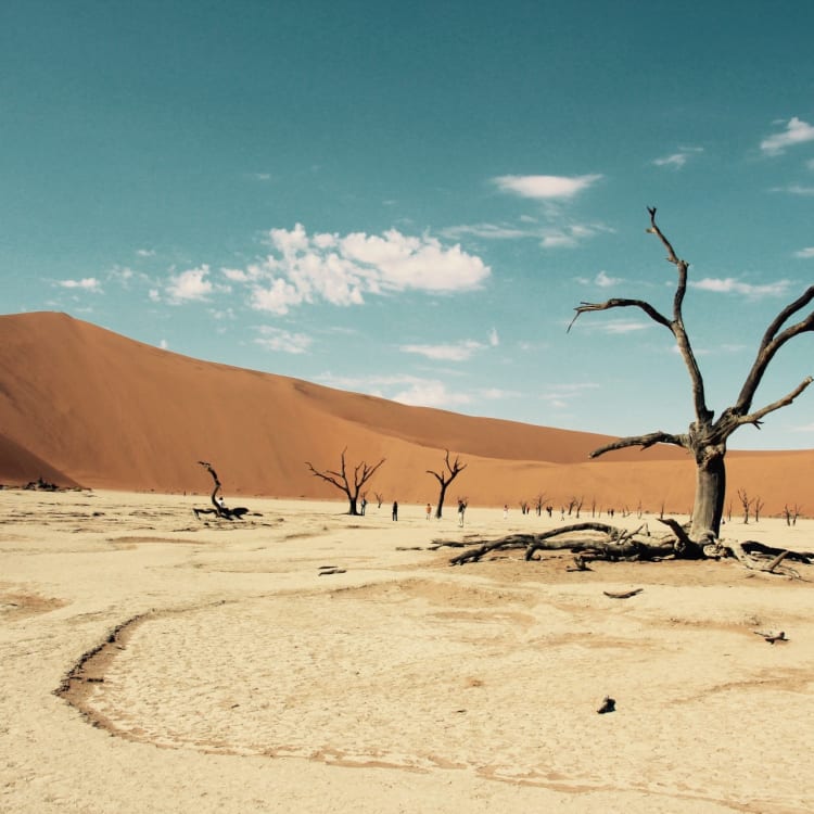 Eine karge Landschaft mit toten Bäumen, die sich über den rissigen, trockenen Boden erstrecken, der zu Sanddünen in Sossusvlei, Namibia, führt.