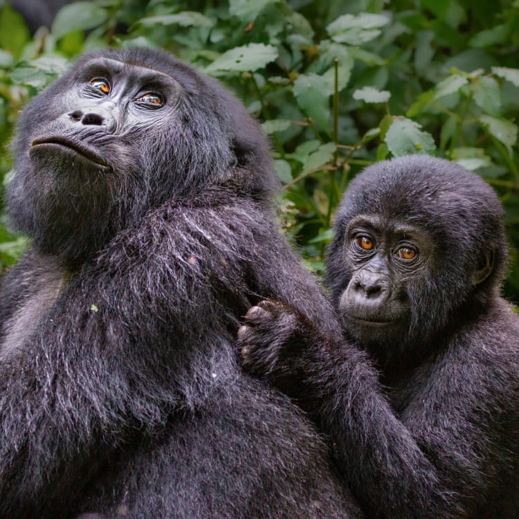 Zwei Gorillas, eine Mutter und ihr Kind, sitzen inmitten grüner Blätter in einem Nationalpark.