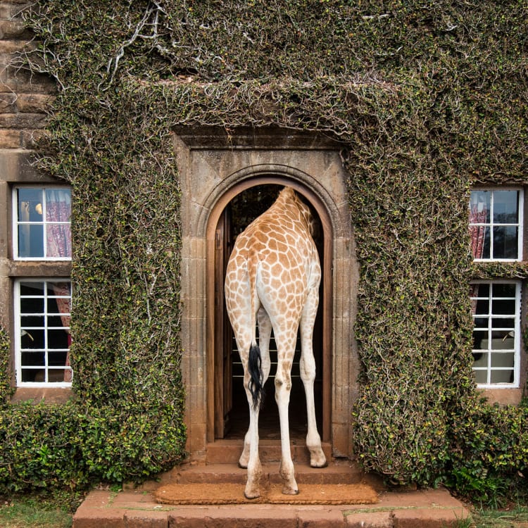 Eine Giraffe mit langem Hals, die durch eine kleine Tür in ein Haus geht, umgeben von Efeu und Fenstern.