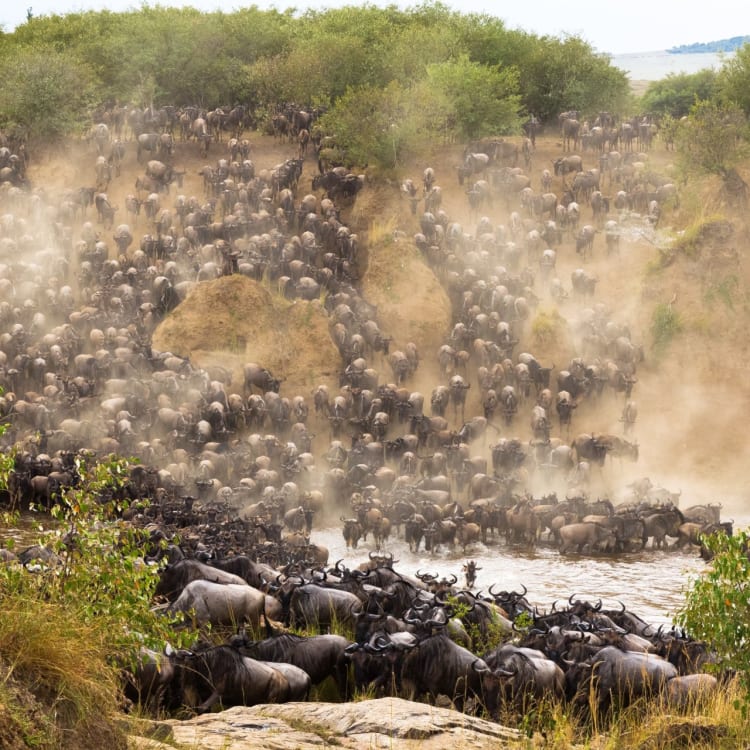 Thousand of wildebeests and zebras crossing a river during migration in the Masai Mara, Kenya.