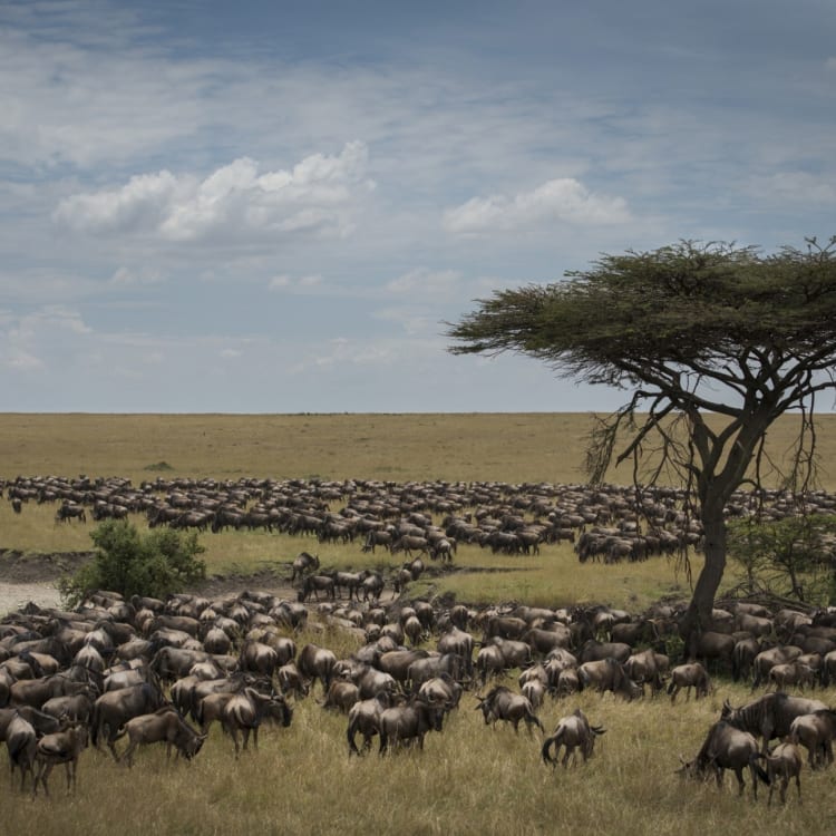Eine weite Ebene mit einer großen Herde Gnus, die über die Landschaft ziehen, mit einer einsamen Akazie unter einem bewölkten Himmel in Tansania.