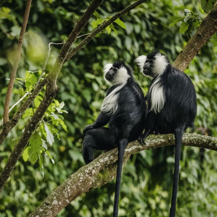 Zwei schwarz-weiße Colobus-Affen sitzen auf einem Baumast, umgeben von üppigem grünen Laub.