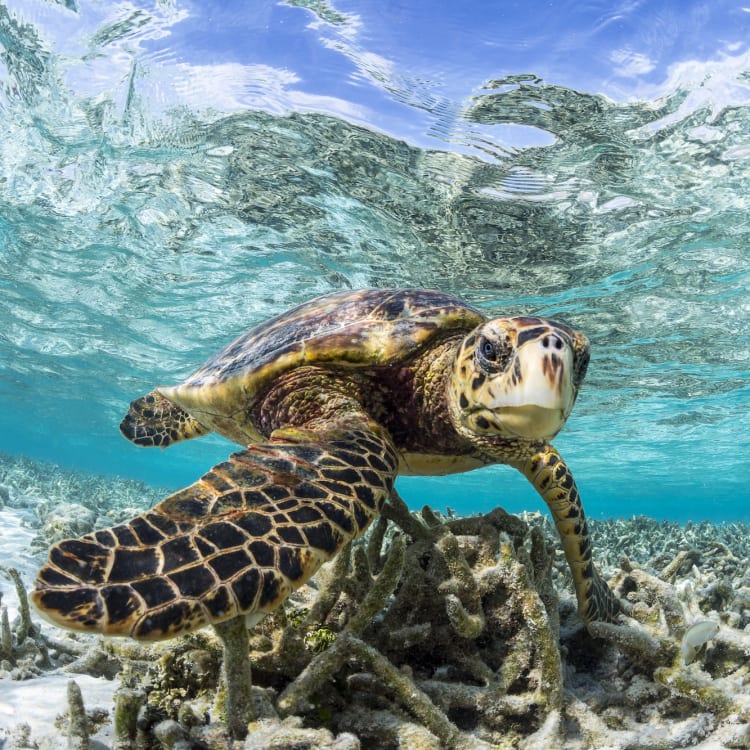 A sea turtle close to the ocean floor swimming over coral in clear tropical waters.