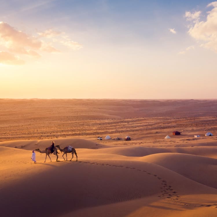 Camel caravan walking across the golden sands of Wahiba Desert during sunset in Oman.