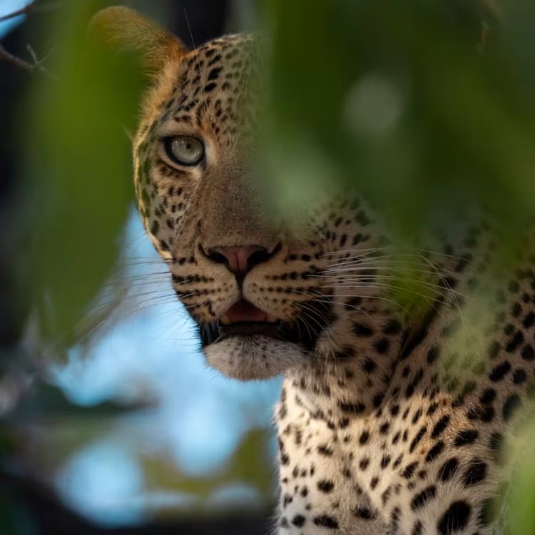 A leopard peering through green foliage, with only part of its face visible.