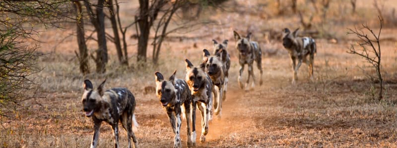 Tansania Safari: Der wilde Süden