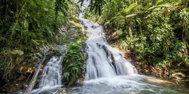 Wasserfall inmitten eines Waldes