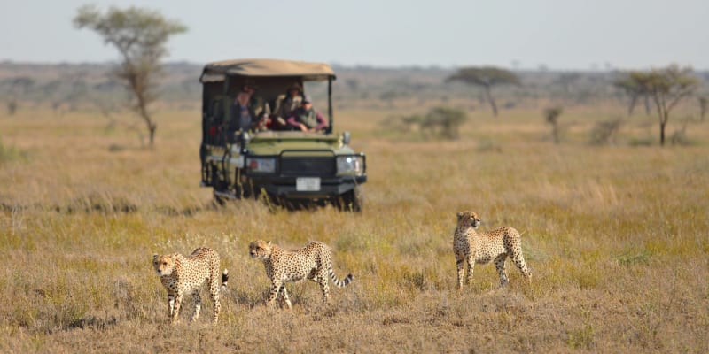 Geparden laufen vor einem offenen Safarifahrzeug