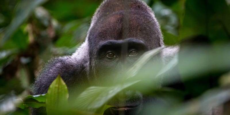 Nahaufnahme eines Flachlandgorillas