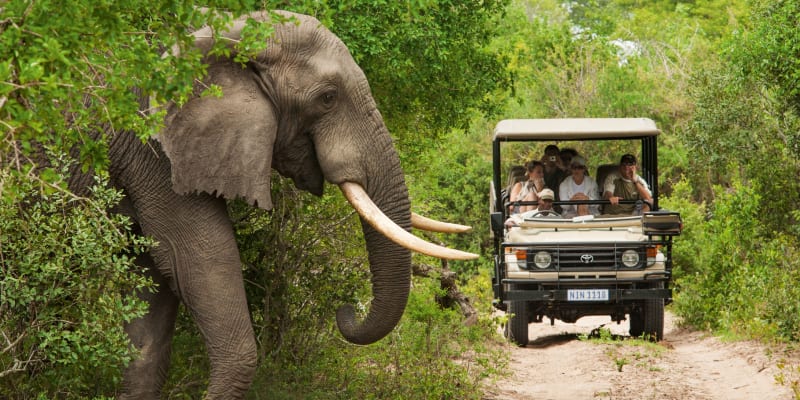 Elefant im Busch mit Safarifahrzeug im Hintergrund