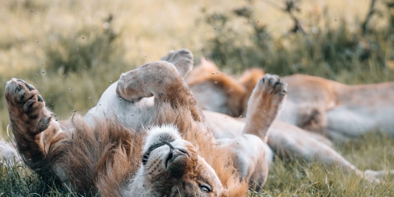 Ein männlicher Löwe liegt auf dem Rücken und schielt in die Kamera