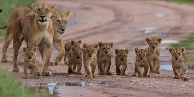 Löwen Mama und ihre Jungen laufen in einer Reihe 