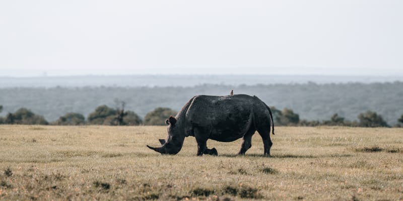 Nashorn inmitten der Savannenlandschaft am Grasen