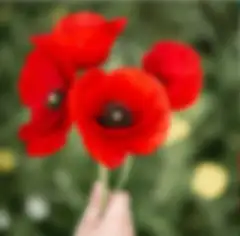 Hand holding four bright red poppies