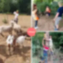 collage of three photographs, one a man feeding goats, another people on a forest trail, and another of two men hanging a birdhouse on a tree