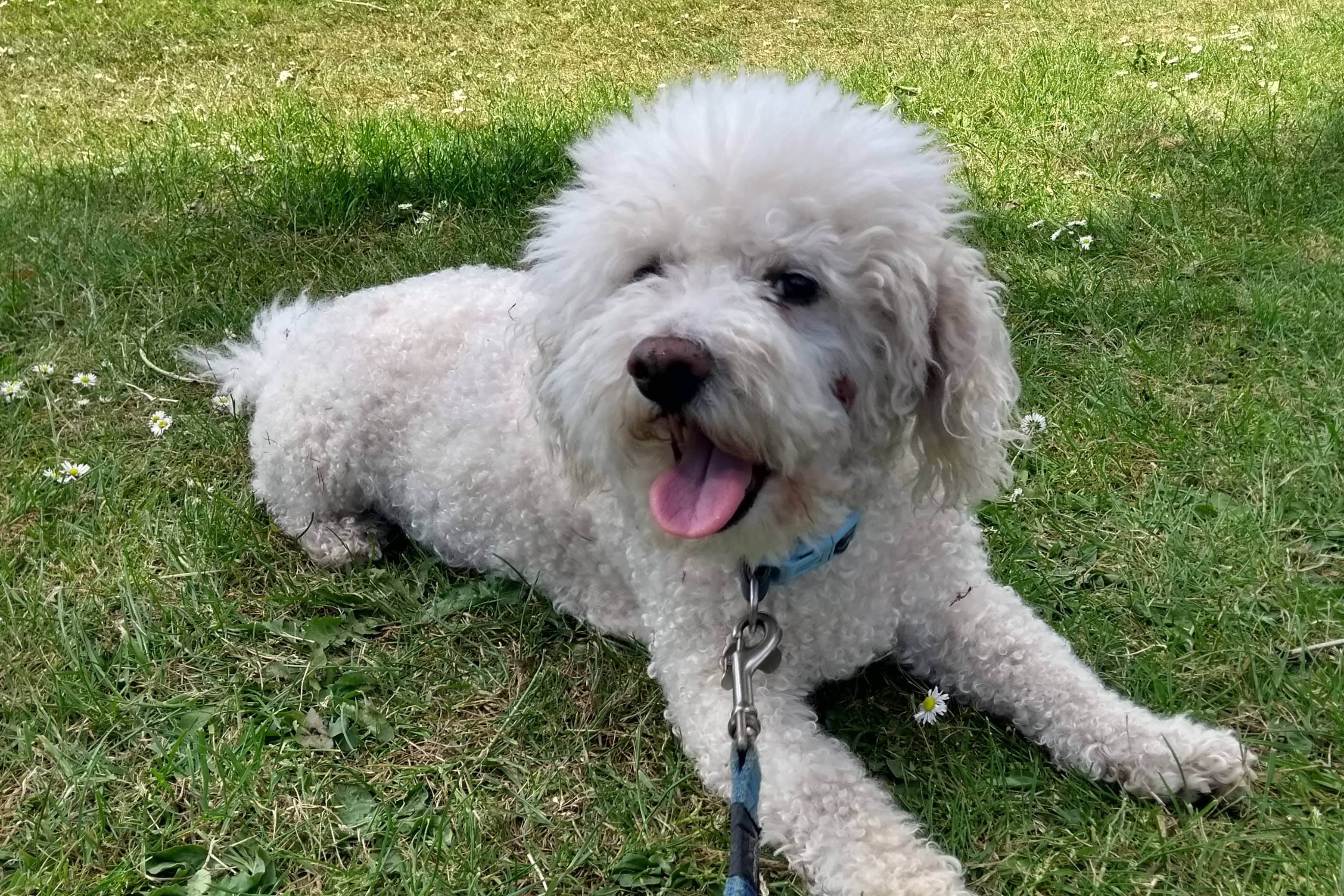 Photograph of a bichon frise