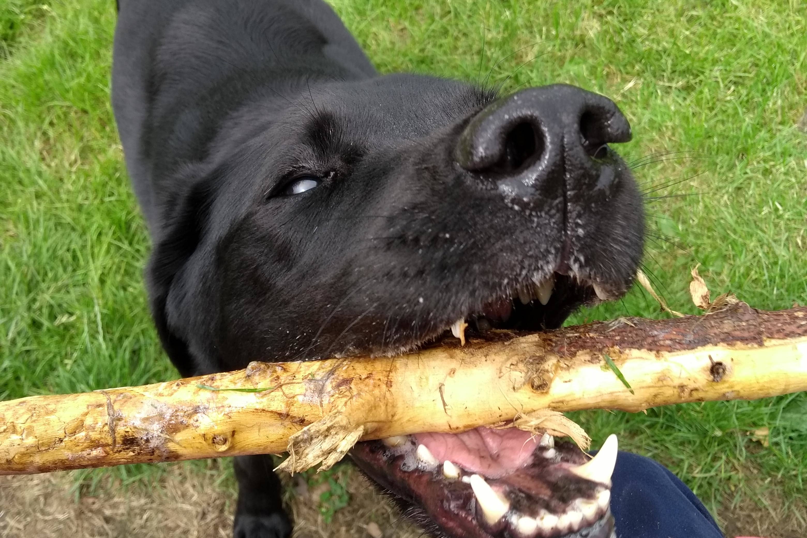 Photograph of a black labrador with a large stick.