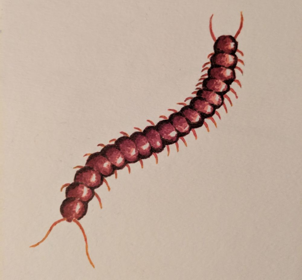 centipede.jpg Pencil and watercolor marker on watercolor paper