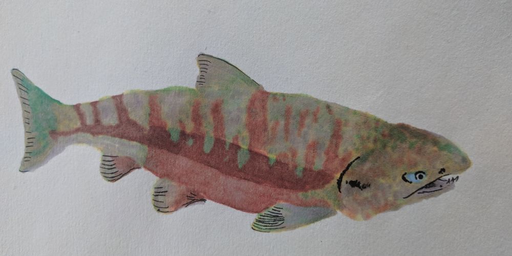 chum.jpg Pencil and watercolor marker on watercolor paper