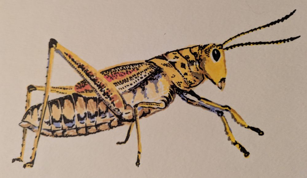 grasshopper.jpg Pencil and watercolor marker on watercolor paper