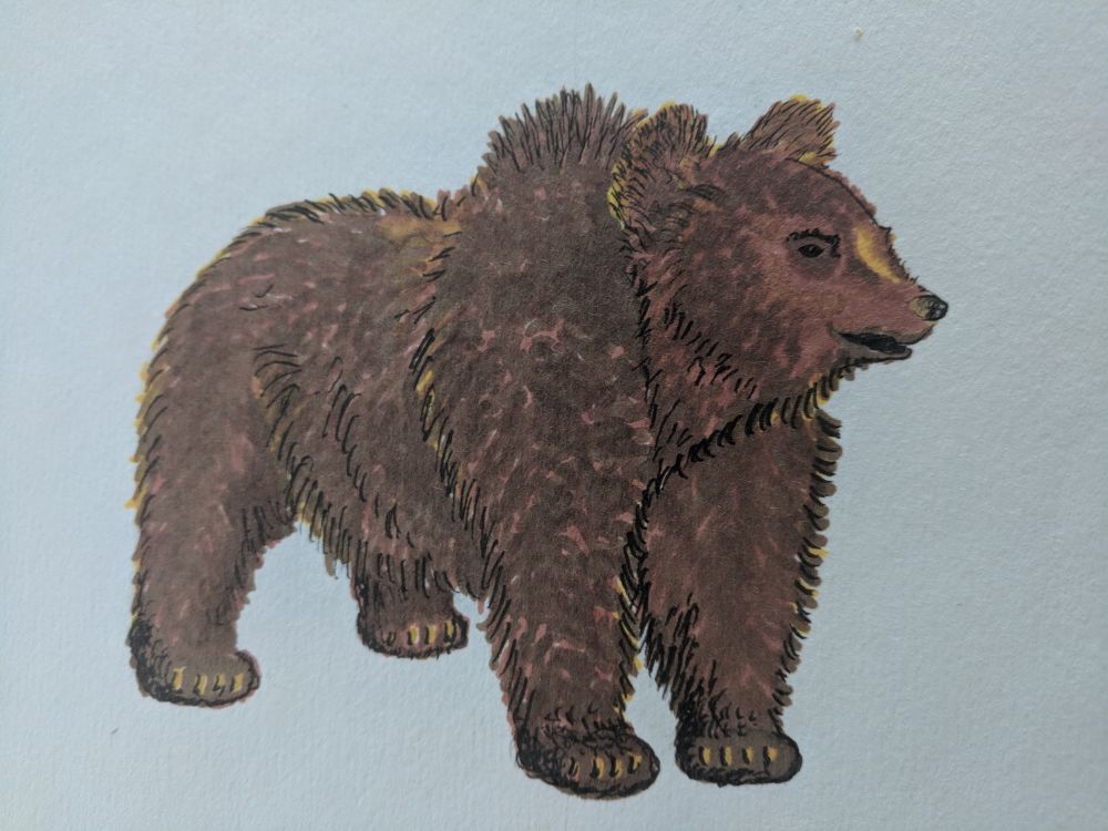 grizzly.jpg Pencil and watercolor marker on watercolor paper