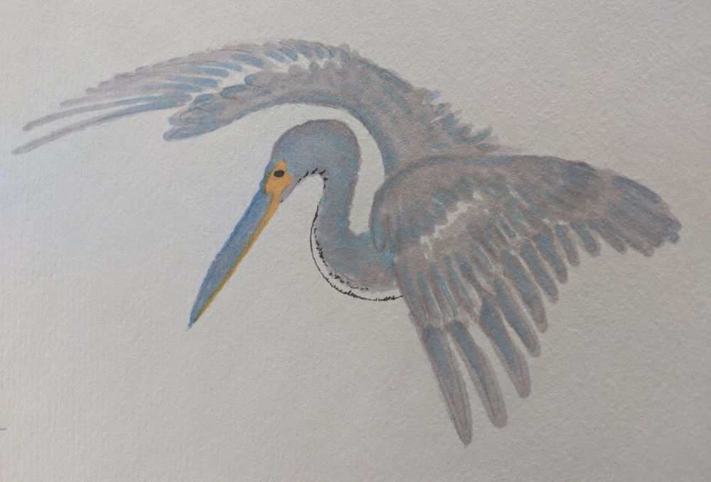 heron.jpg Pencil and watercolor marker on watercolor paper