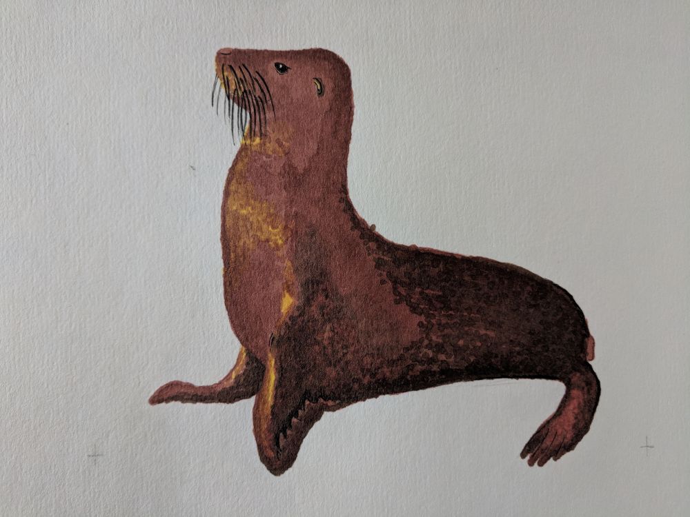 seal.jpg Pencil and watercolor marker on watercolor paper