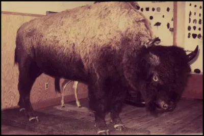 Buffalo Now Mounted and on Show at Museum