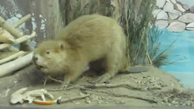 The Beaver