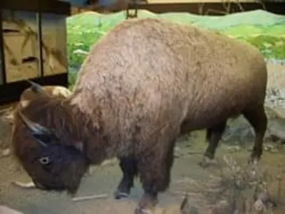 The Plains Buffalo (Bison)