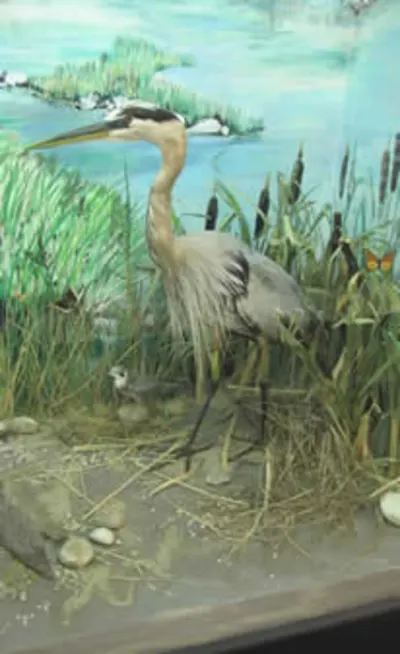 The Great Blue Heron