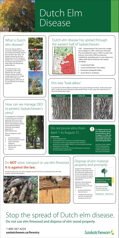 STOP THE SPREAD OF DUTCH ELM DISEASE