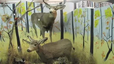 The Whitetailed Deer