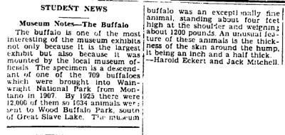 Museum Notes - THE BUFFALO!