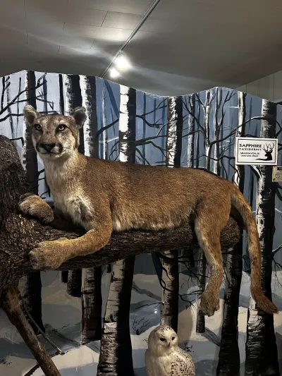 The Cougar 