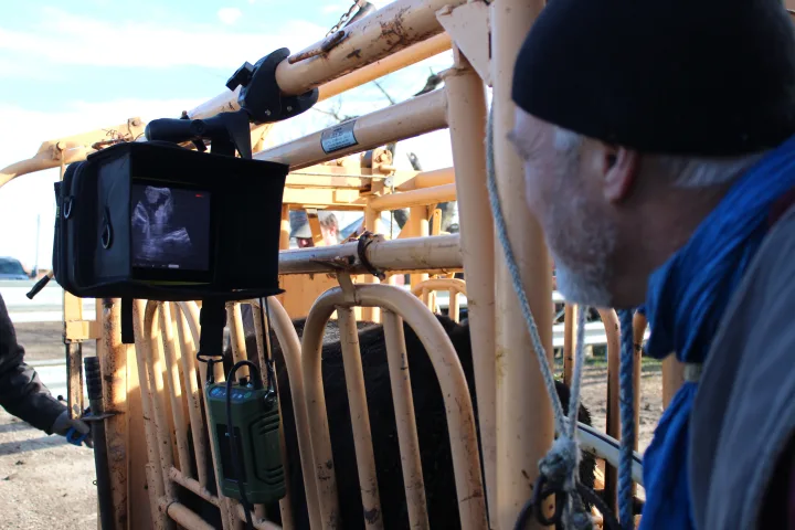 Ultrasound Pregnancy Testing Beef Cows – Why, How and When.